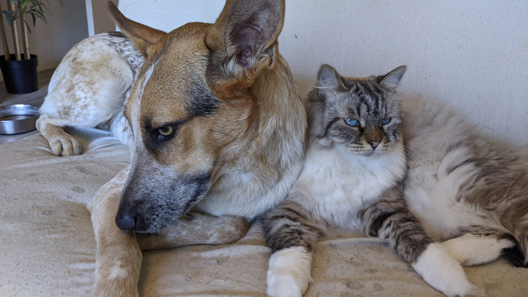 hond en kat die tegen elkaar aanliggen op een bank