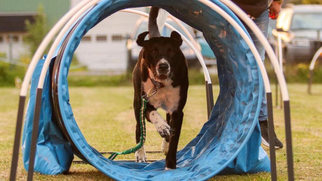 Hond gaat door een tunnel
