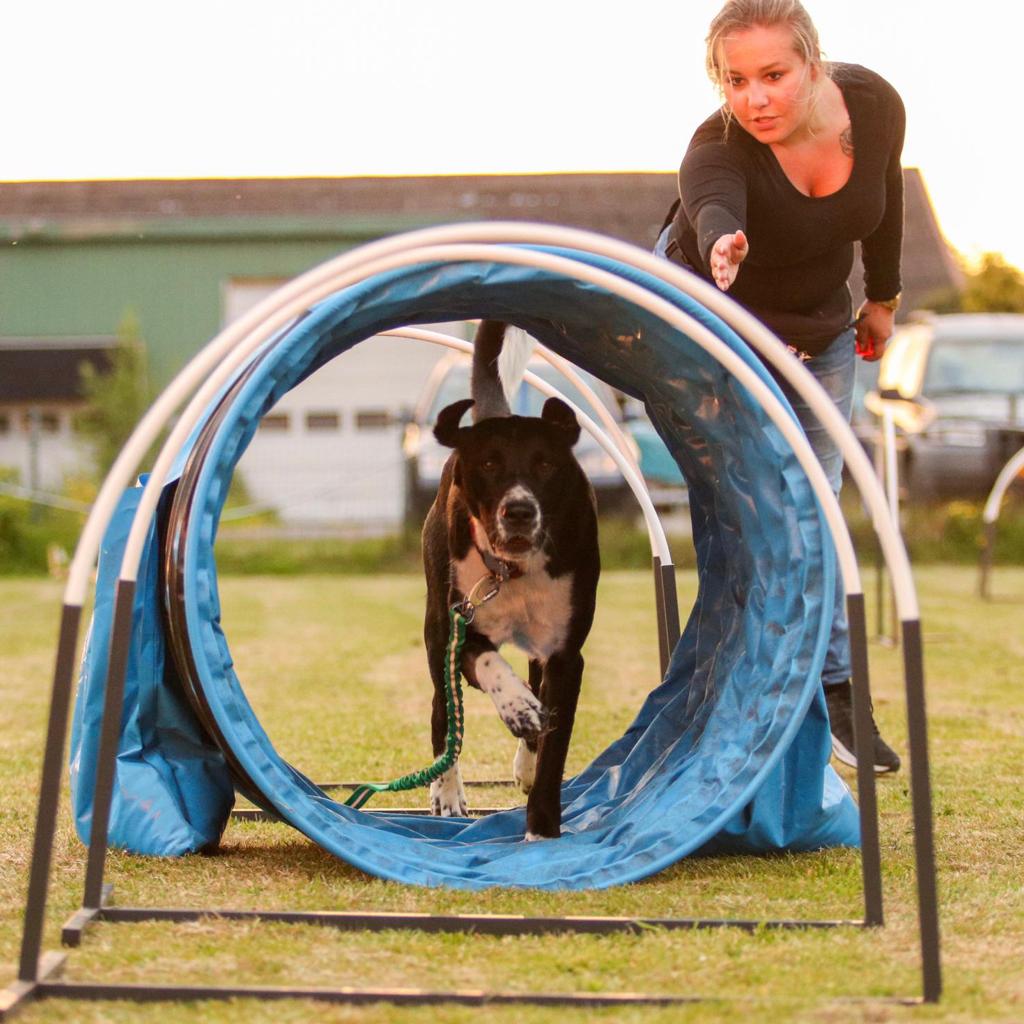 Hond gaat door een tunnel met een vrouw op de achtergrond