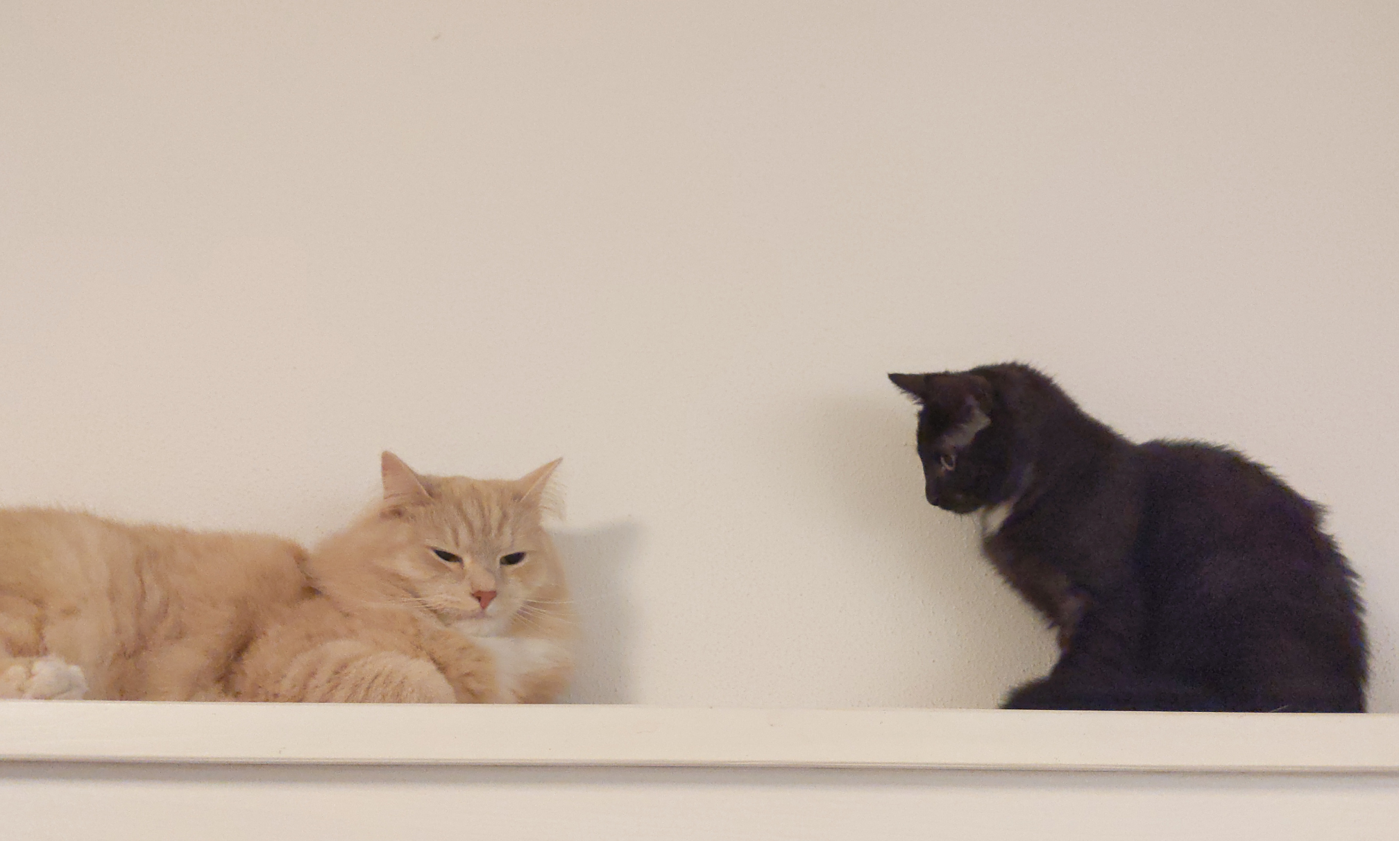 twee katten op een plan, de een licht bruin en de ander zwart