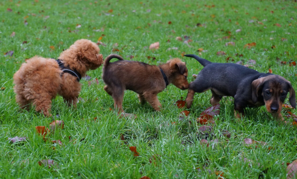 3 verschillende honden achterelkaar op een groen grasveld