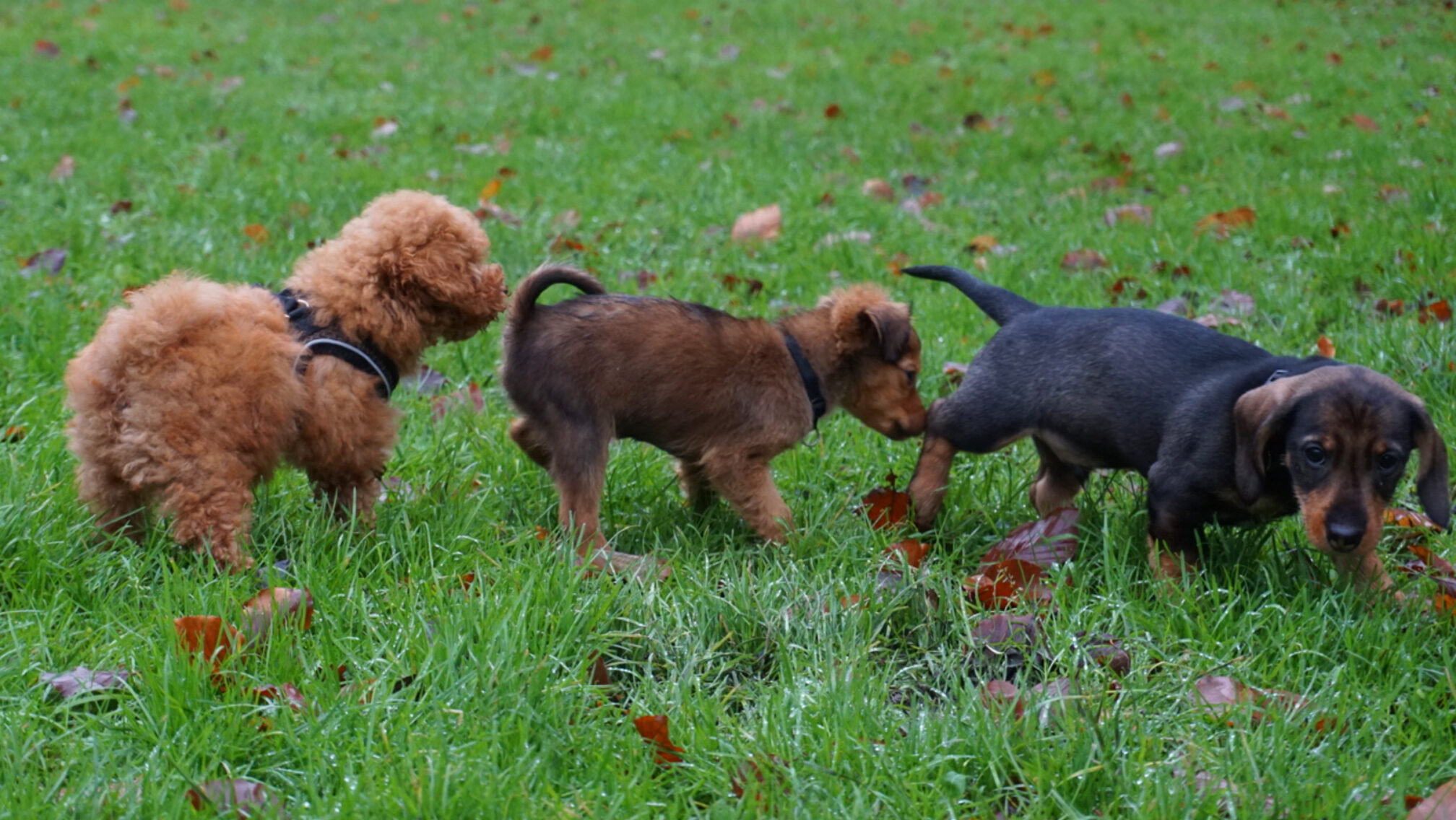 Drie kleine hondjes