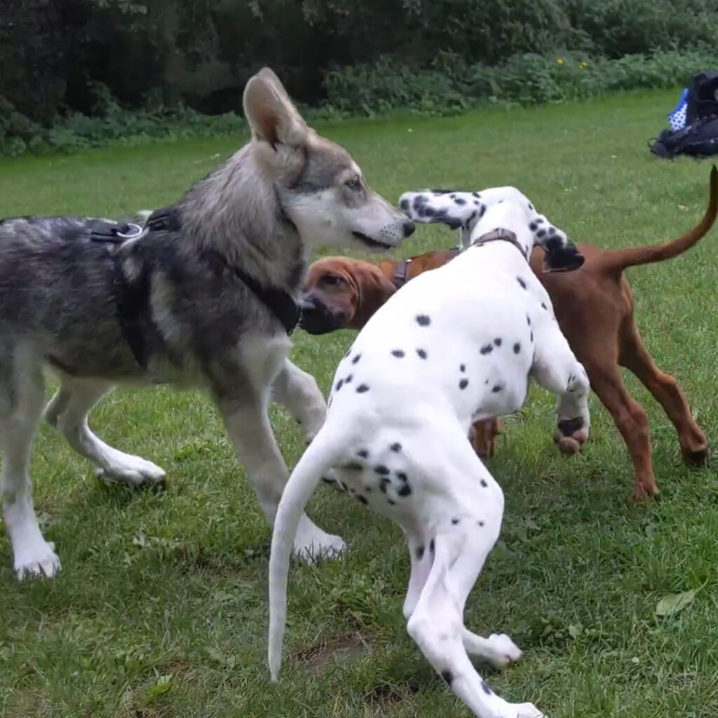 Groep spelende honden