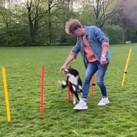 Man met hond die tussen gekleurde stokken doorlopen