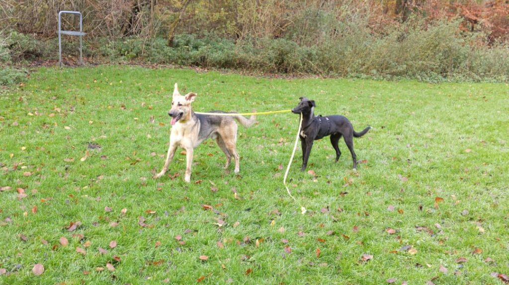 Hond heeft hond aan de lijn.