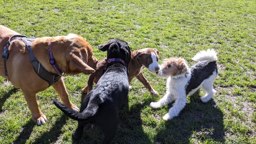 Huidige afbeelding: Vier spelende honden